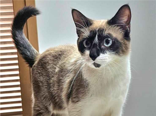 Gato para adoção Fêmea Médio 7 a 11 meses