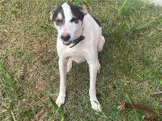 Cachorro cão para adoção Macho Grande 3 anos 