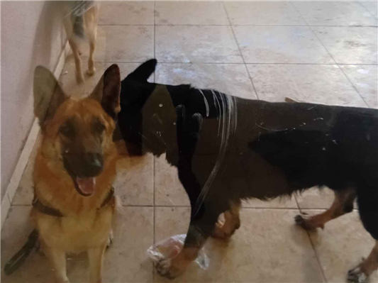 Cachorro cão para adoção Fêmea Grande 3 anos 