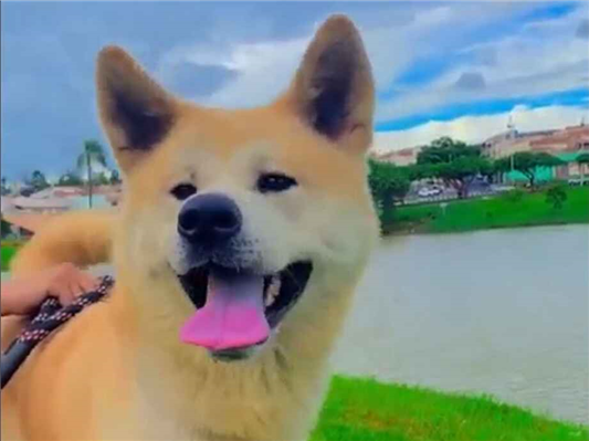 Cachorro cão para adoção Macho Grande 6 anos Acima 