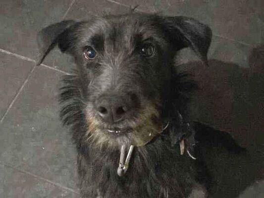 Cachorro cão para adoção Fêmea Médio  4 anos 