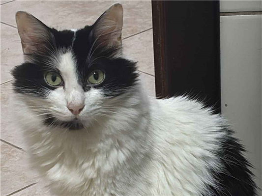 Gato Procura-Perdido Macho Médio 4 anos 