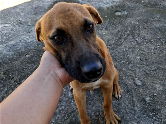 Cao - Macho Médio1 ano