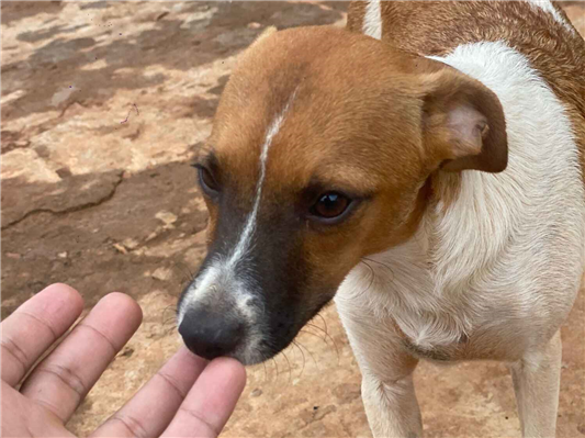 Cachorro cão para adoção Macho Pequeno Abaixo de 2 meses 