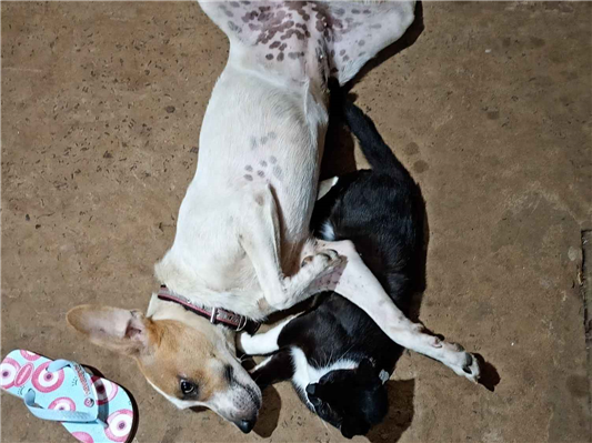 Cachorro cão para adoção Fêmea Médio  7 a 11 meses 