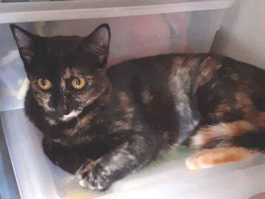 Gato para adoção Fêmea Pequeno 2 a 6 meses