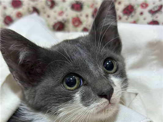 Gato para adoção Fêmea Pequeno 2 a 6 meses