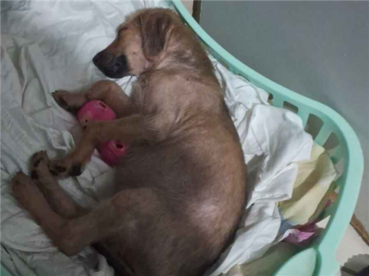 Cao - Fêmea MédioAbaixo de 2 meses