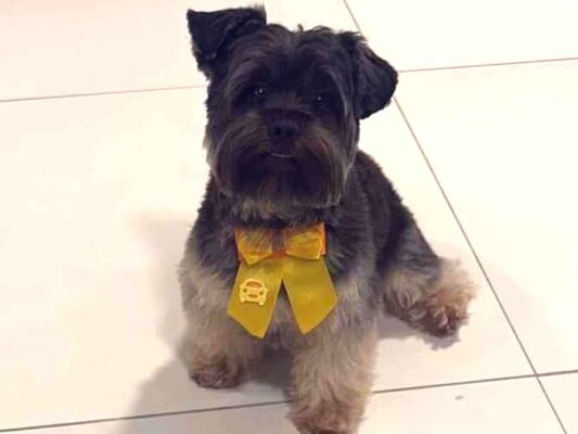 Cachorro cão para adoção Macho Pequeno 3 anos 