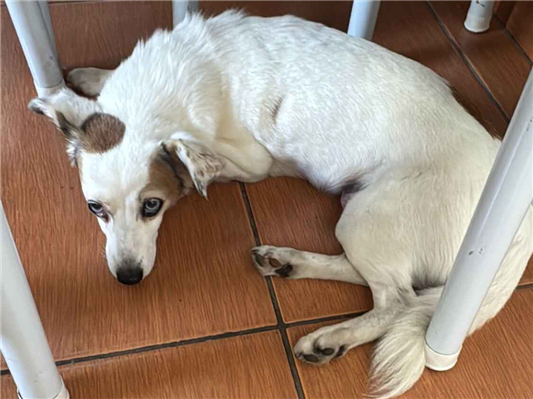 Cachorro cão para adoção Fêmea Médio  5 anos 