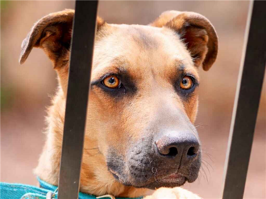 Cachorro cão para adoção Fêmea Médio  2 anos 