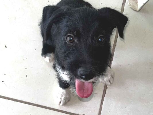 Cachorro cão para adoção Macho Pequeno 7 a 11 meses 