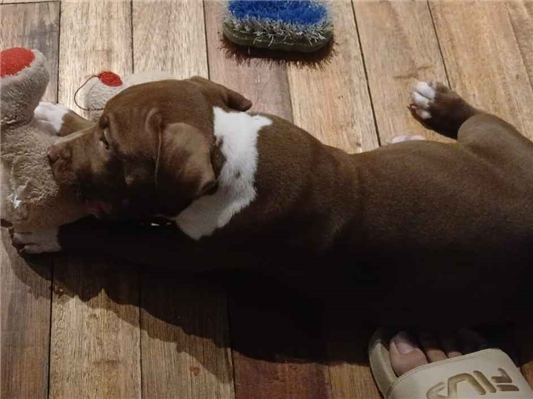 Cachorro cão para adoção Macho Pequeno Abaixo de 2 meses 