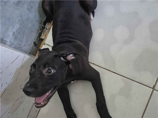 Cachorro cão para adoção Macho Grande 2 a 6 meses 