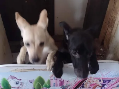 Cao SRD-ViraLata Pequeno 7-a-11-meses