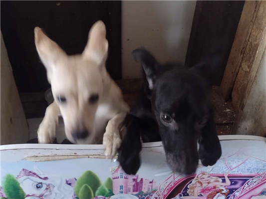 Cachorro cão para adoção Ambos Pequeno 7 a 11 meses 