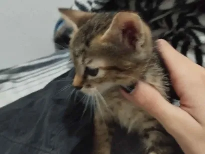 Gato SRD-ViraLata Pequeno 2-a-6-meses