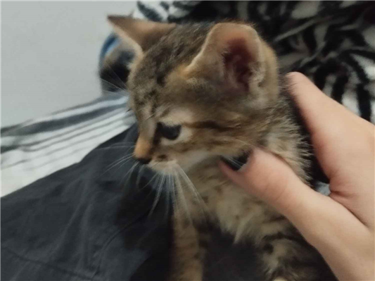 Gato para adoção Fêmea Pequeno 2 a 6 meses