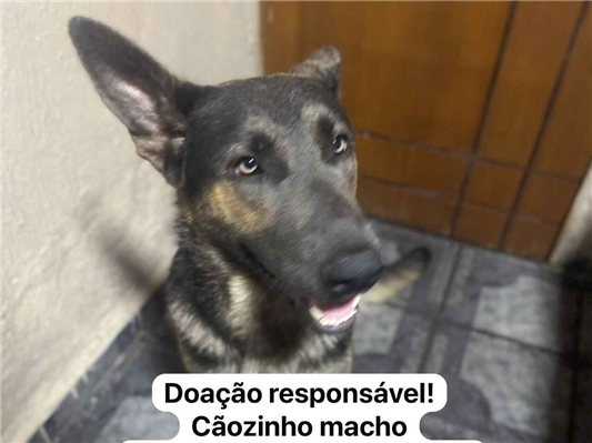 Cachorro cão para adoção Macho Médio  1 ano 