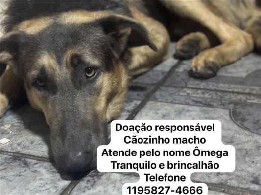 Cachorro cão para adoção Macho Médio  1 ano 