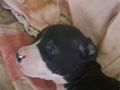 Cao Pit-Bull Medio 2-a-6-meses