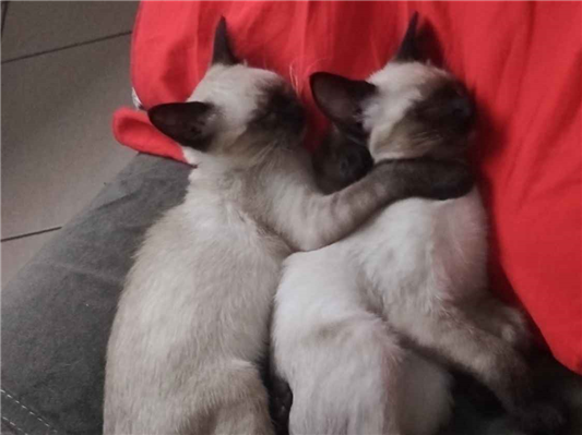 Gato para adoção Fêmea Pequeno 1 ano