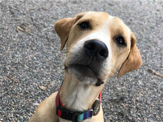 Cachorro cão para adoção Fêmea Médio  2 a 6 meses 