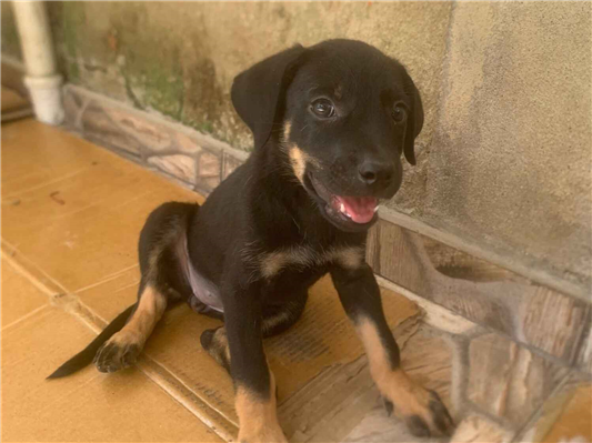 Cachorro cão para adoção Ambos Médio  Abaixo de 2 meses 