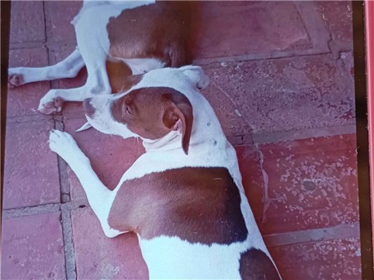 Cachorro cão para adoção Fêmea Médio  1 ano 