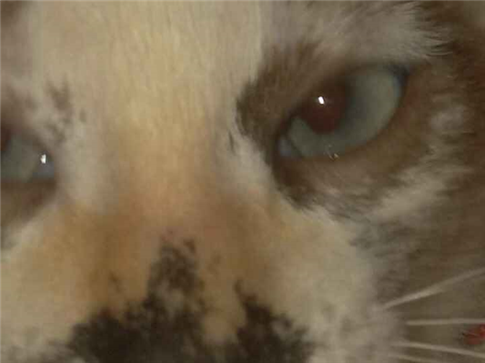 Gato para adoção Ambos Médio 2 a 6 meses