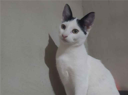 Gato para adoção Fêmea Pequeno 7 a 11 meses