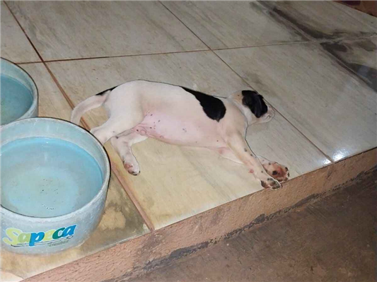 Cachorro cão para adoção Macho Médio  2 a 6 meses 
