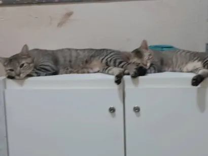 Gato SRD-ViraLata Medio 1-ano