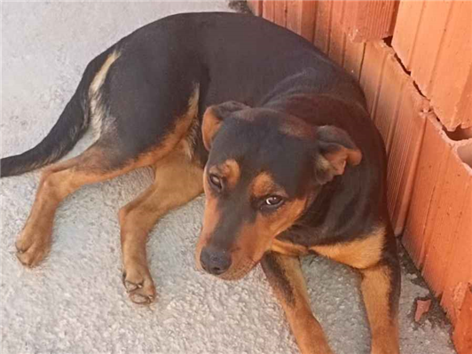 Cachorro cão para adoção Fêmea Médio  7 a 11 meses 