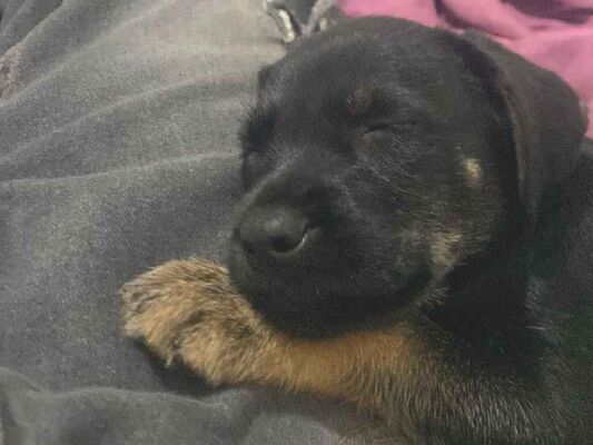 Cachorro cão para adoção Macho Pequeno 2 a 6 meses 