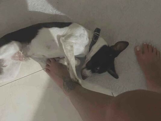 Cachorro cão para adoção Macho Médio  2 anos 