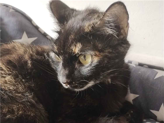 Gato para adoção Fêmea Pequeno 2 anos