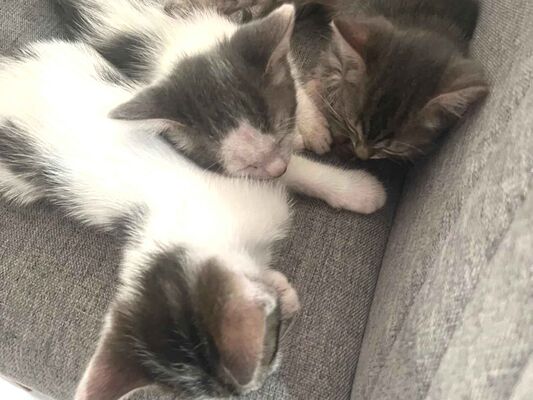 Gato para adoção Macho Pequeno Abaixo de 2 meses