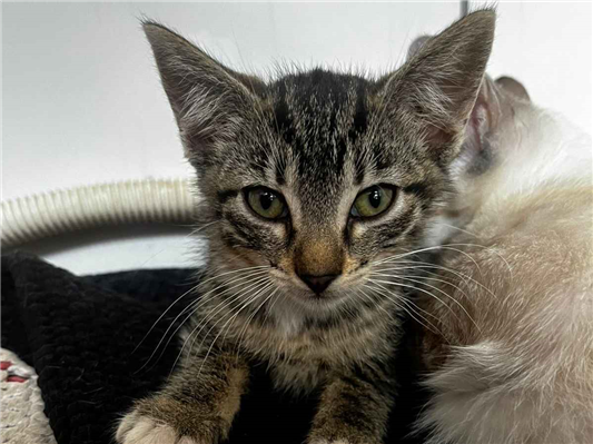 Gato para adoção Fêmea Pequeno 2 a 6 meses