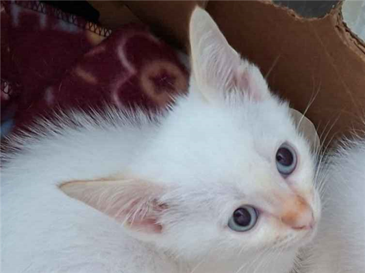 Gato para adoção Macho Pequeno 2 a 6 meses