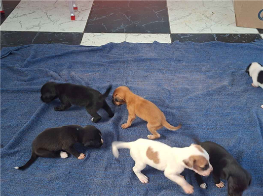 Cachorro cão para adoção Ambos Médio  2 a 6 meses 