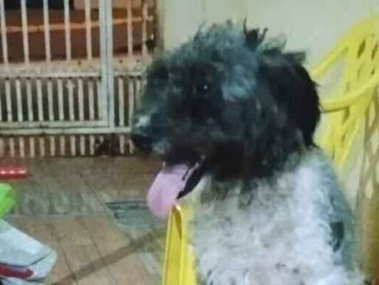 Cachorro cão para adoção Macho Médio  2 a 6 meses 