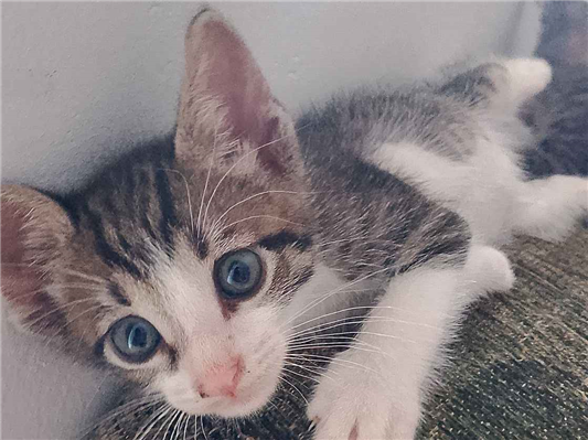 Gato para adoção Ambos Médio Abaixo de 2 meses