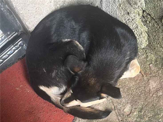 Cao - Macho Médio2 a 6 meses