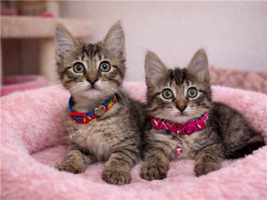 Gato para adoção Ambos Pequeno 2 a 6 meses