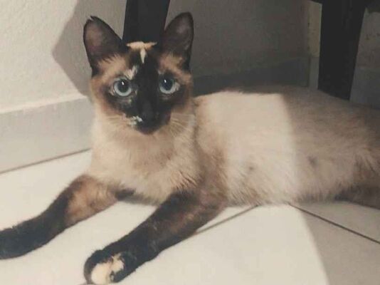Gato para adoção Fêmea Médio 7 a 11 meses