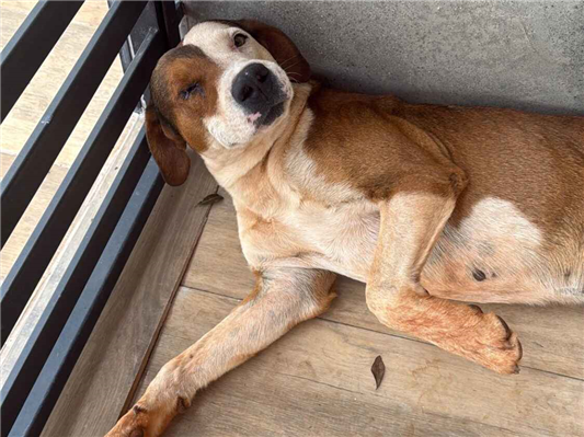 Cao Procura-Perdido Ambos Médio 3 anos 