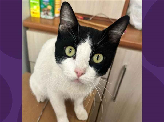 Gato para adoção Macho Pequeno 1 ano