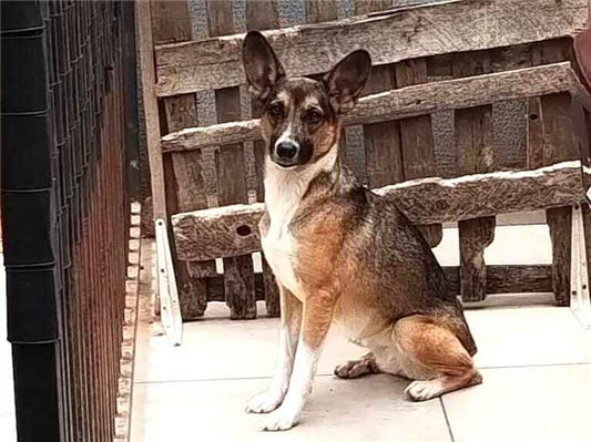 Cachorro cão para adoção Fêmea Pequeno 2 anos 