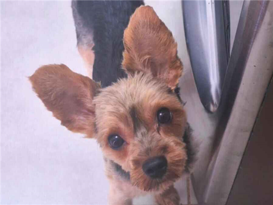 Cao Procura-Perdido Macho Pequeno 2 anos 